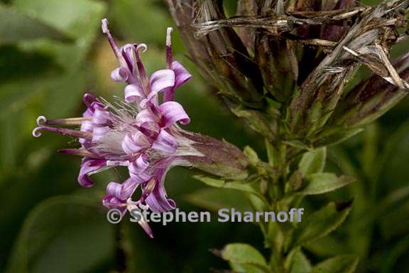 stevia salicifolia 3 graphic